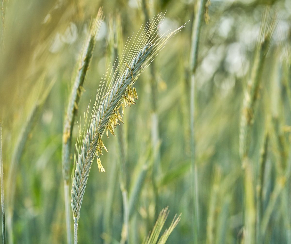 KWS Canada tweet media