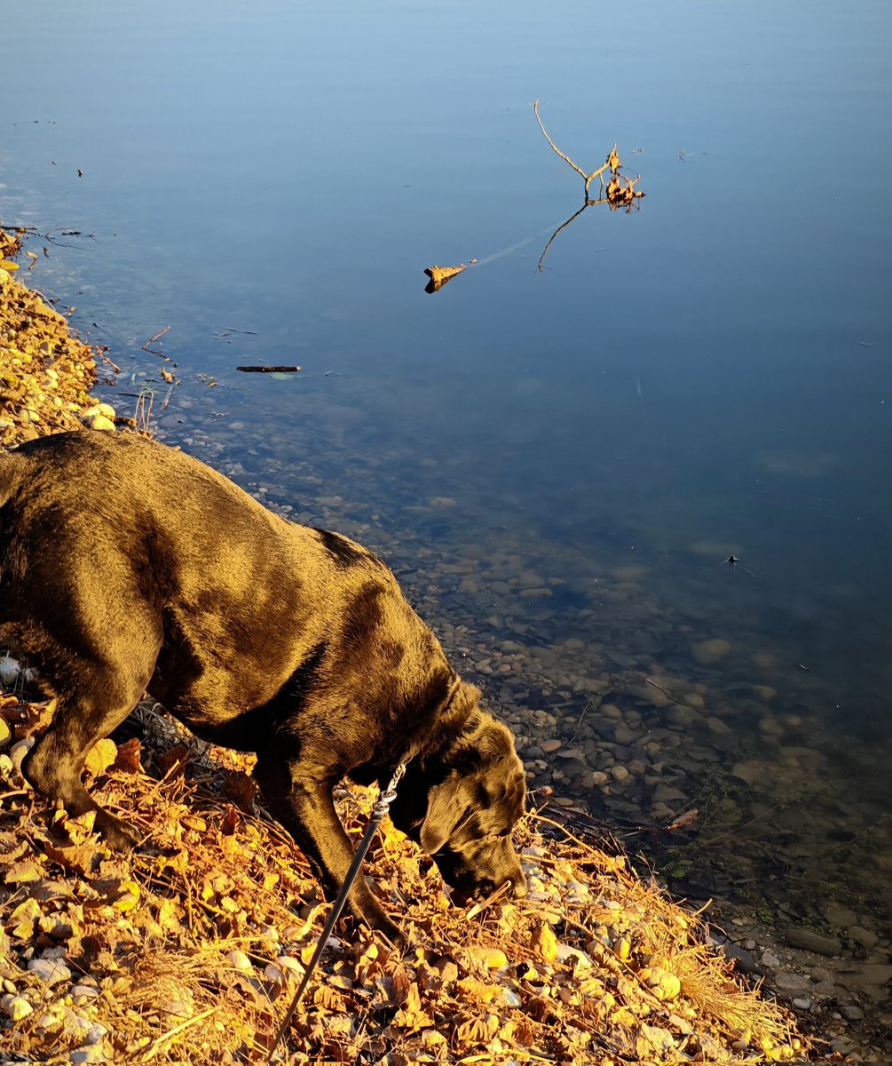 MsBlazic's tweet image. Još malo pa se stopila sa okolinom 🐾🐾 #DogsOfX #šetnja