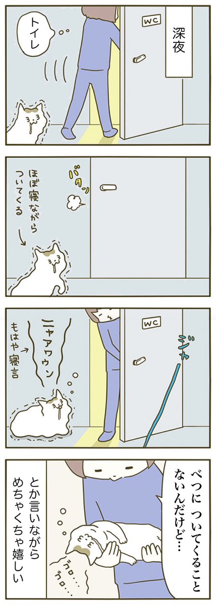 寝てていいよ🐱
