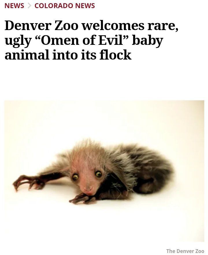 Forgotten Runes Wizard's Cult tweet media