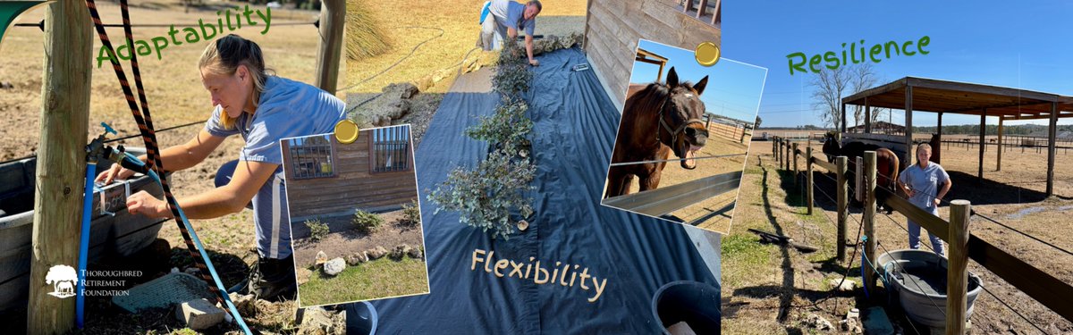 Thoroughbred Retirement Foundation (TRF) tweet media