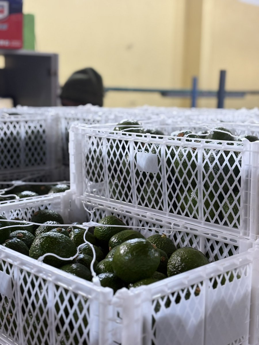 officialDrHerry's tweet photo. Organic professionals 🥑🥑… Proganic Tanzania Ltd, The only producers and exporters of Organic avocados to EU. Quality is not an optional https://t.co/EarNbfNimK