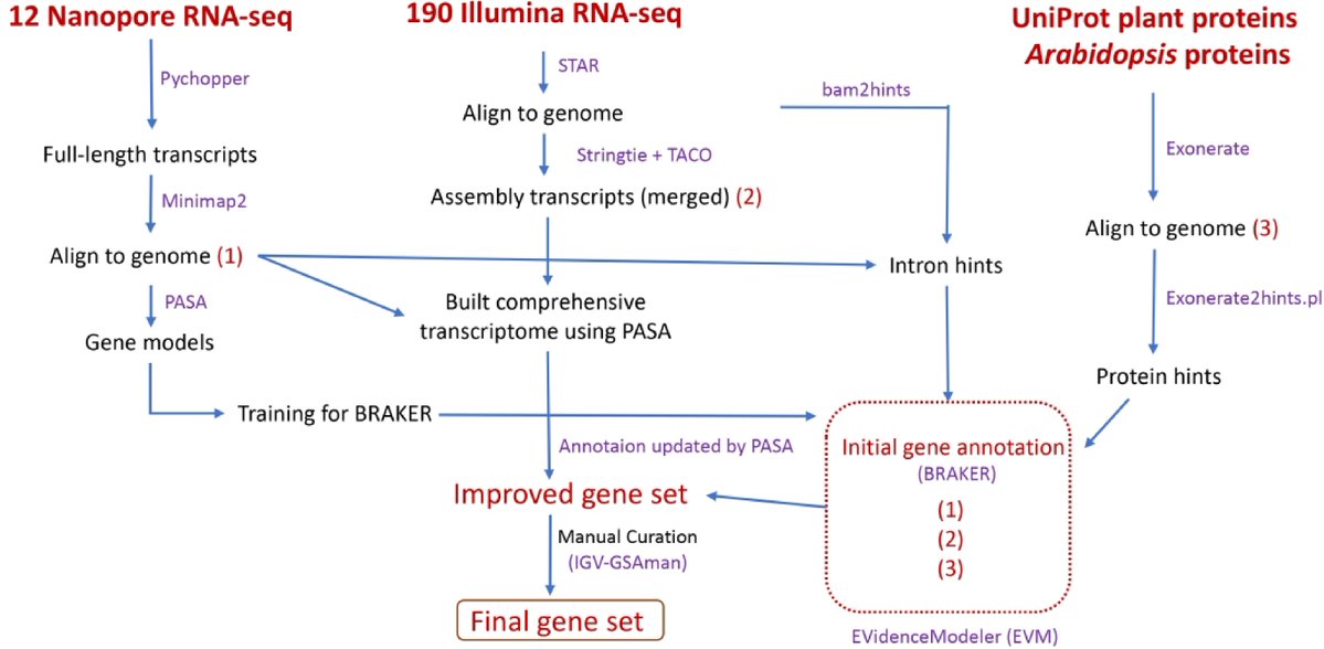 PlantSciRes's tweet photo. #TropicalPlants

Sweetpotatoon genome v1.0.a2 reannotated using long/short reads; 97.4% BUSCO, 8K+ AS events.

@MaximumAcademic #Sweetpotato #GenomeAnnotation @MPlantPCom

Details: https://t.co/ySZd6hWzgg https://t.co/cwymUyWYTY
