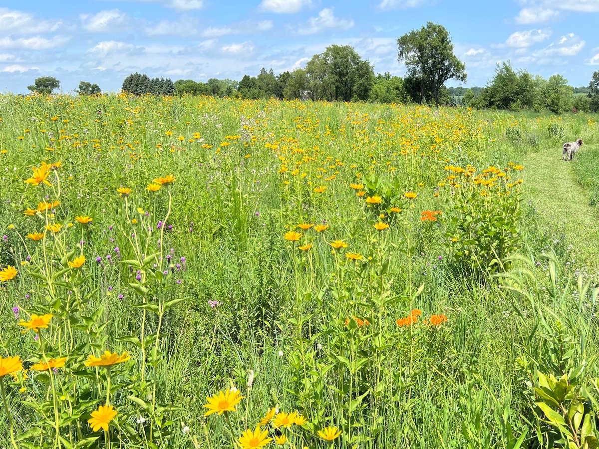 whysper0123's tweet image. we love a prairie!!!!!! we support endangered habitats! vote and donate for this if you can!!! less than then 1% of the original 125,000 acres of lake plain prairie remain in Southeastern Michigan btw… not chill! let’s save what’s left!
