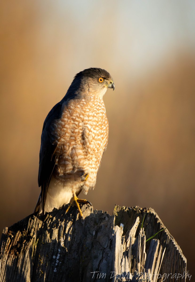 Tim Davis Photography tweet media