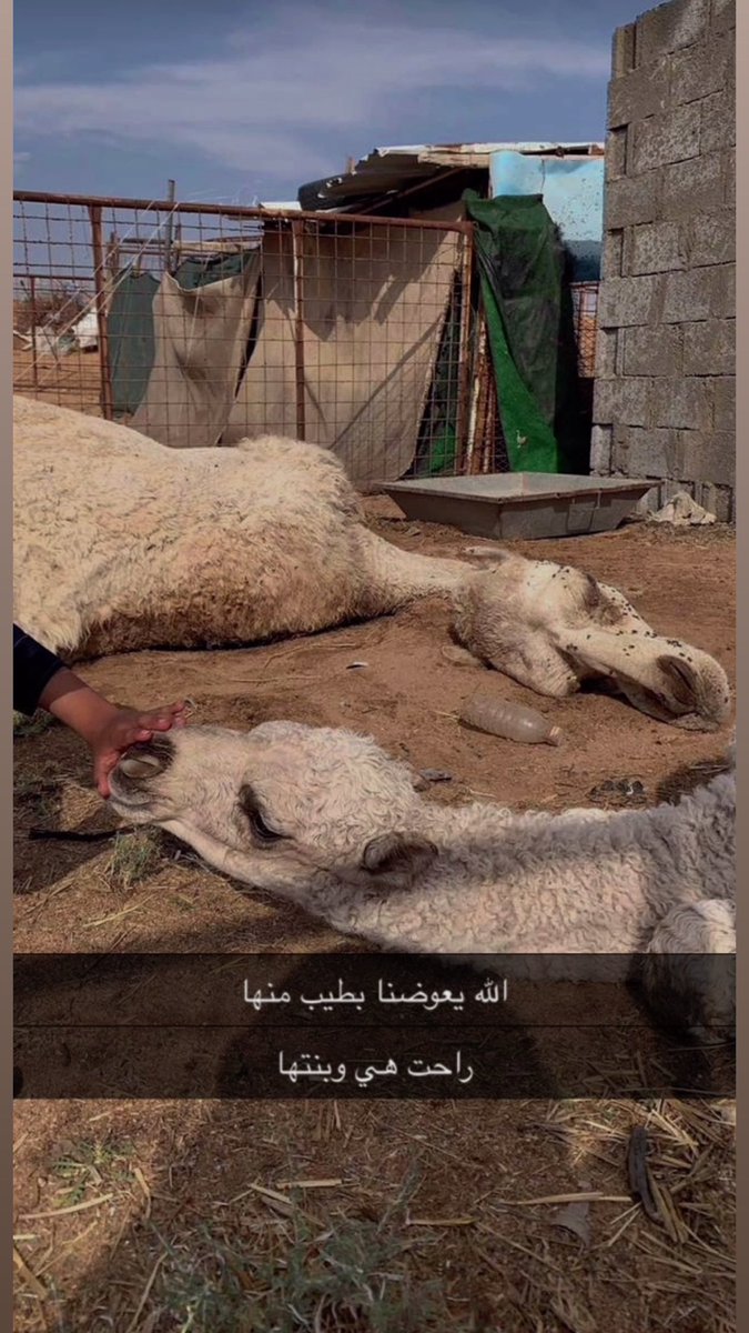 بدر مرزوق الشلاحي tweet media