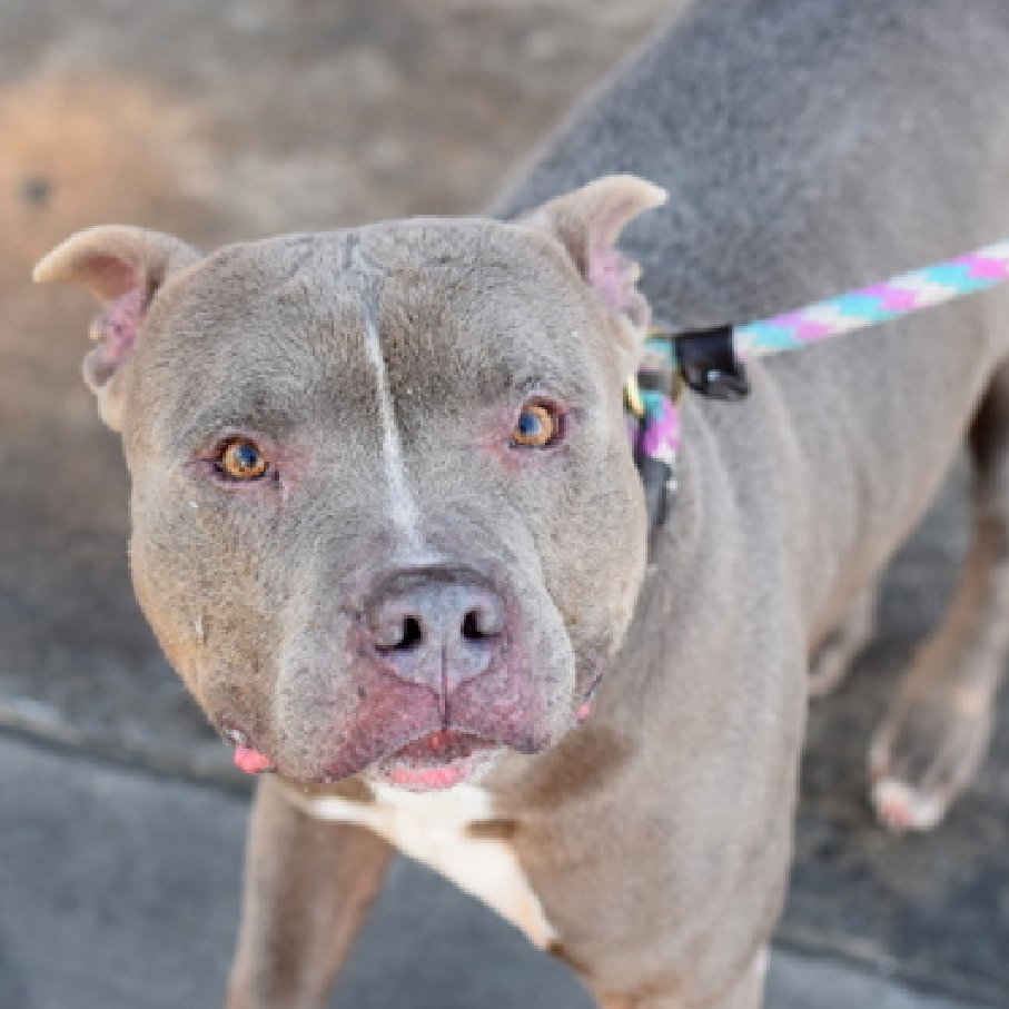 Julie🌻🐾 tweet media