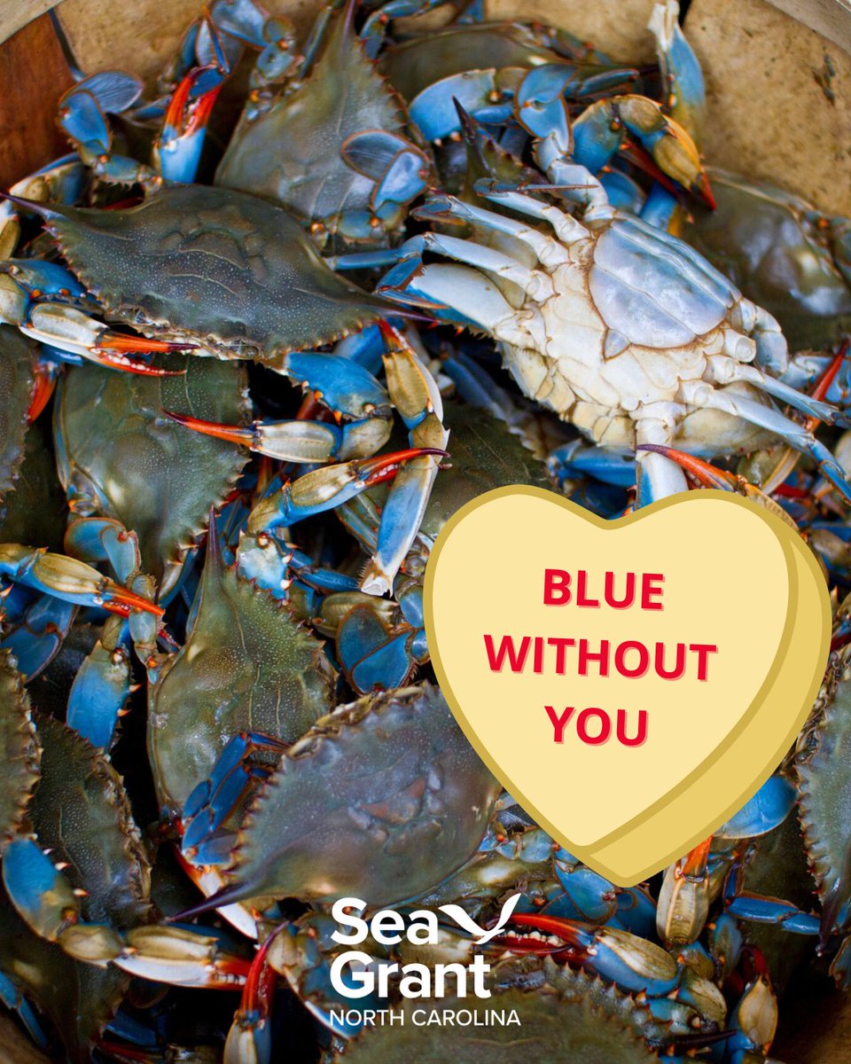 NC Sea Grant tweet media