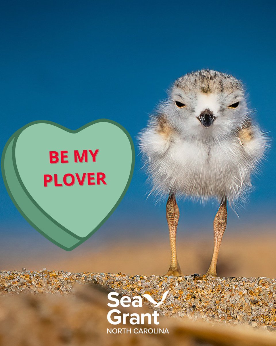 NC Sea Grant tweet media