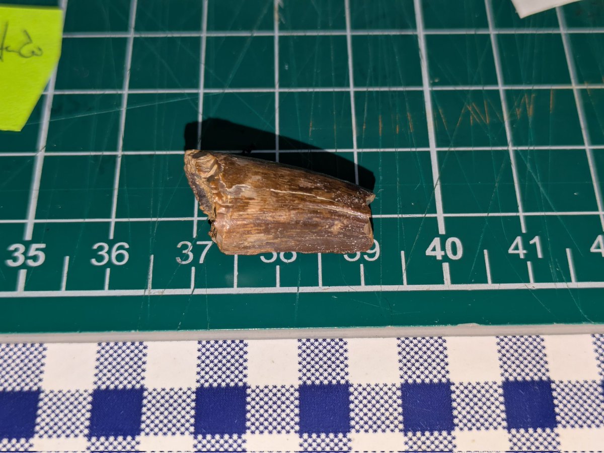 Ceratosaurus tooth from Lourinhã Formation for #FossilFriday