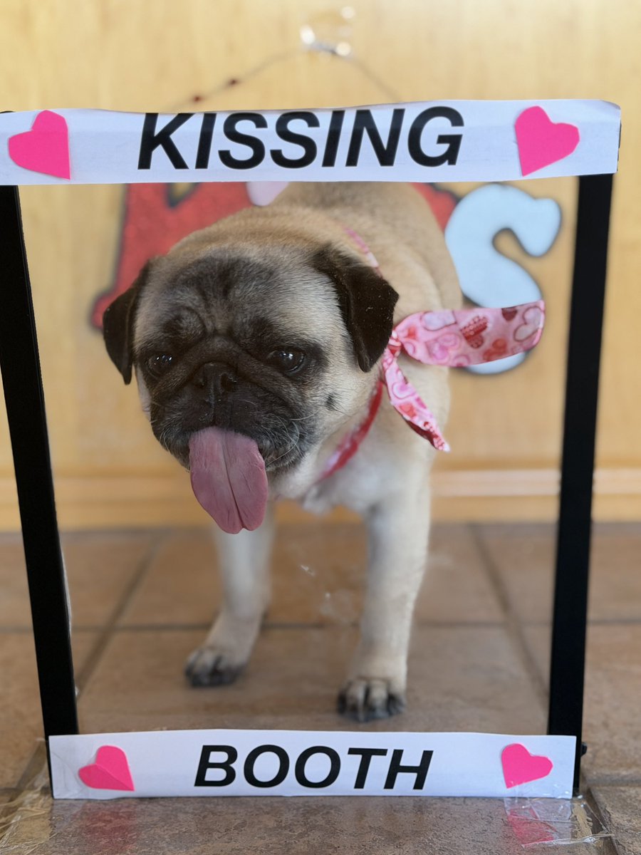 Edna the Pug & Angel Edie 🌈 tweet media