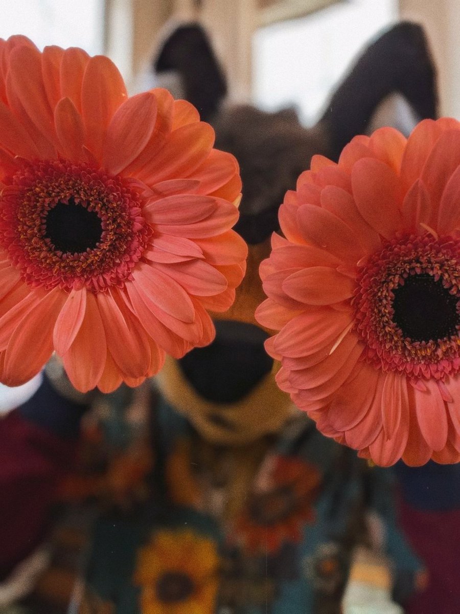 mac ๐ต๐ธ ๐ LVFC tweet media