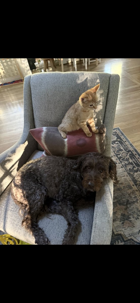 Brown Gen Surg Residency tweet media