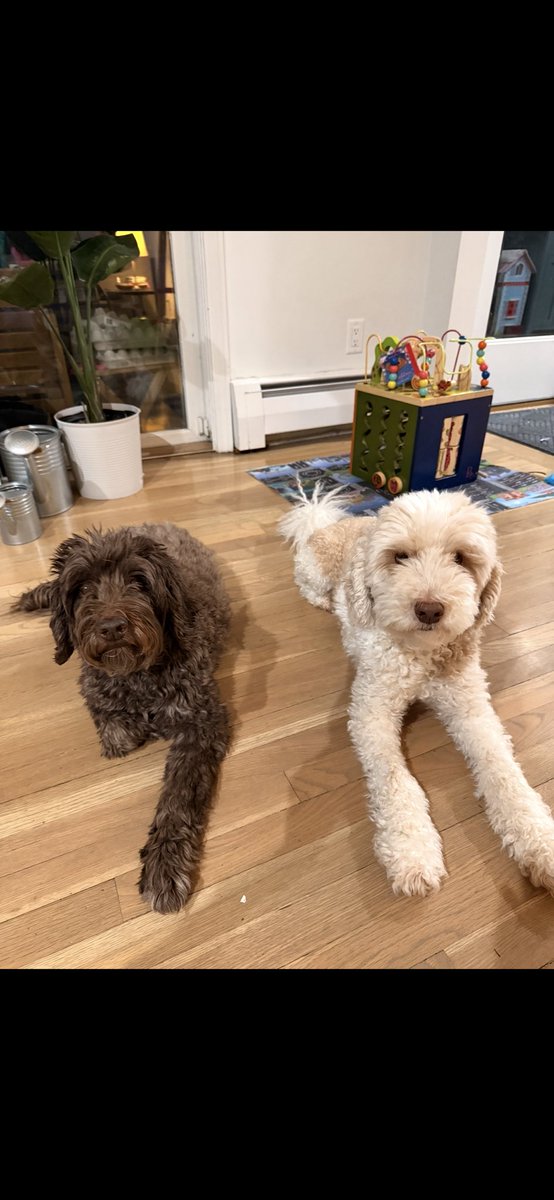 Brown Gen Surg Residency tweet media