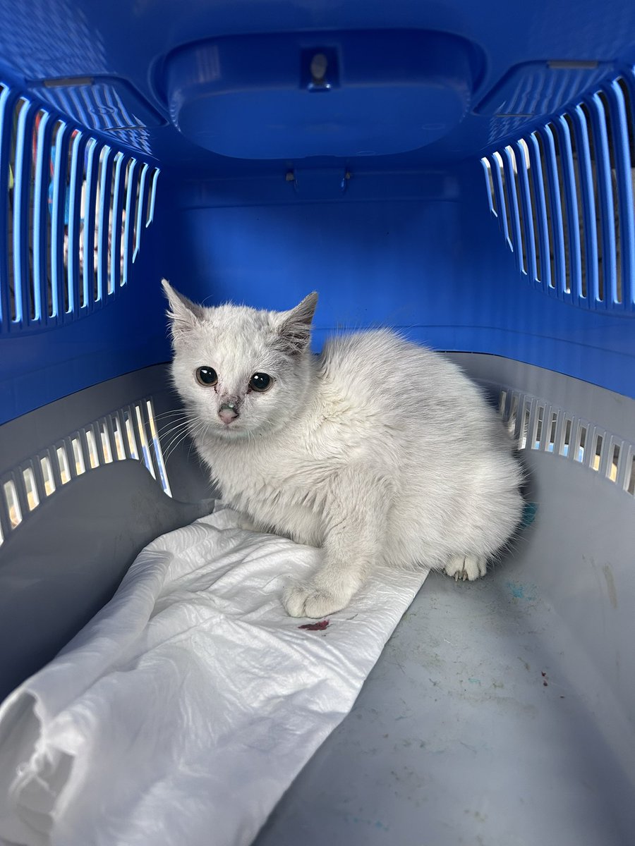 bi lokmacık ya yuva olsanıza 🥺