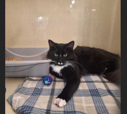 HollywoodDogs's tweet photo. Elvis, a 2-year-old tuxedo cat at a full shelter in #Gautier, #MS, needs a forever home, a foster home, or rescue https://t.co/m6STnP1R1k #URGENT #tuxedocat #AdoptableCatofDay 🐈⬛ https://t.co/3LGrK0vxIK