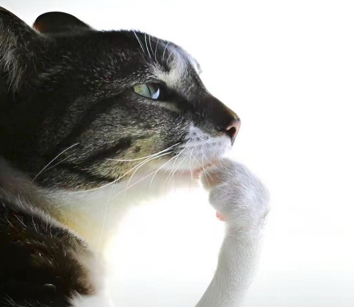 AtmsCbbge's tweet image. 