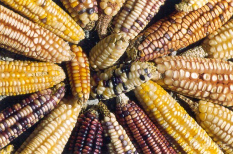 bilaterals_org's tweet image. 🌱 The battle over #seeds in Latin America is also a battle over trade. Free trade deals push seed privatisation and strict IP laws, undermining farmers’ rights to save and share seeds—while movements resist to defend biodiversity and food sovereignty ✊🏾

bilaterals.org/?the-battle-ov…