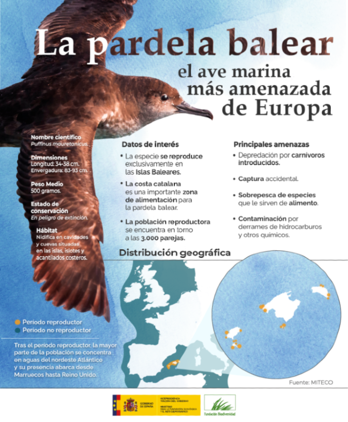 ⚠️ La pardela balear es el ave marina más amenazada de Europa.

Quedan menos de 3.000 parejas y cada año su población sigue disminuyendo. Si continúa esta tendencia, podría desaparecer en unas décadas. En la Fundación Biodiversidad trabajamos para frenar su declive y proteger su