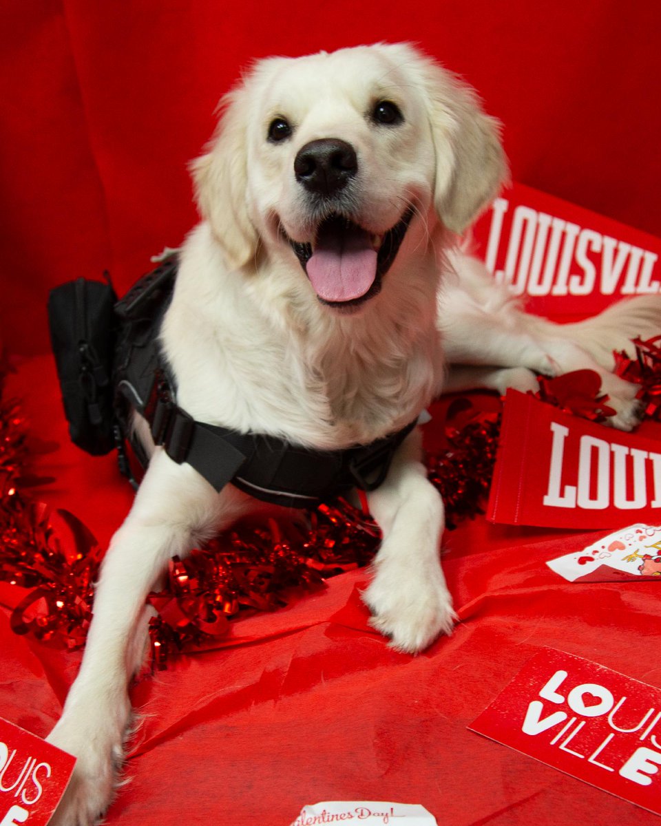 University of Louisville tweet media