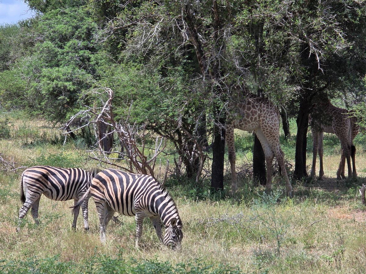 Xaniken's tweet image. 90% of my content now is just blogposting slop about my day to day. Anyways here is a pic of some zebras and giraffes I took at work