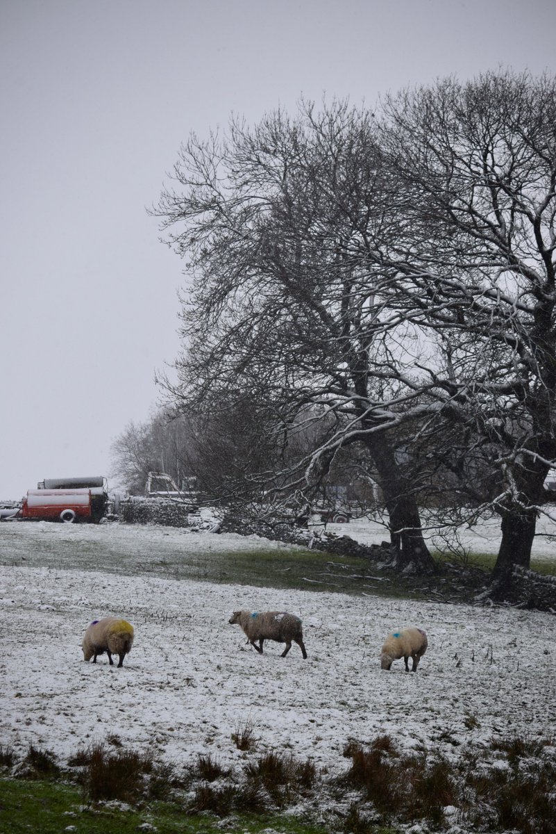 EmTumble's tweet photo. today i walked a short 5km through fields in the snow! https://t.co/Y0Rx462vTR