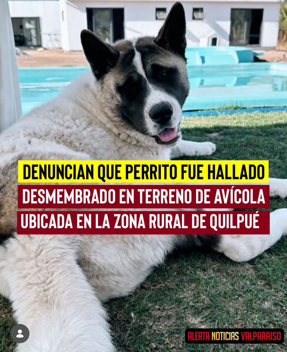 🚨CRIMEN HORRENDO

Encuentran muerto y desmembrado a perrito Jack en los terrenos de la avícola Arizona en Quilpué. 

Dueño del perrito pide difusión para que exista justicia. 

#JusticiaParaJack
