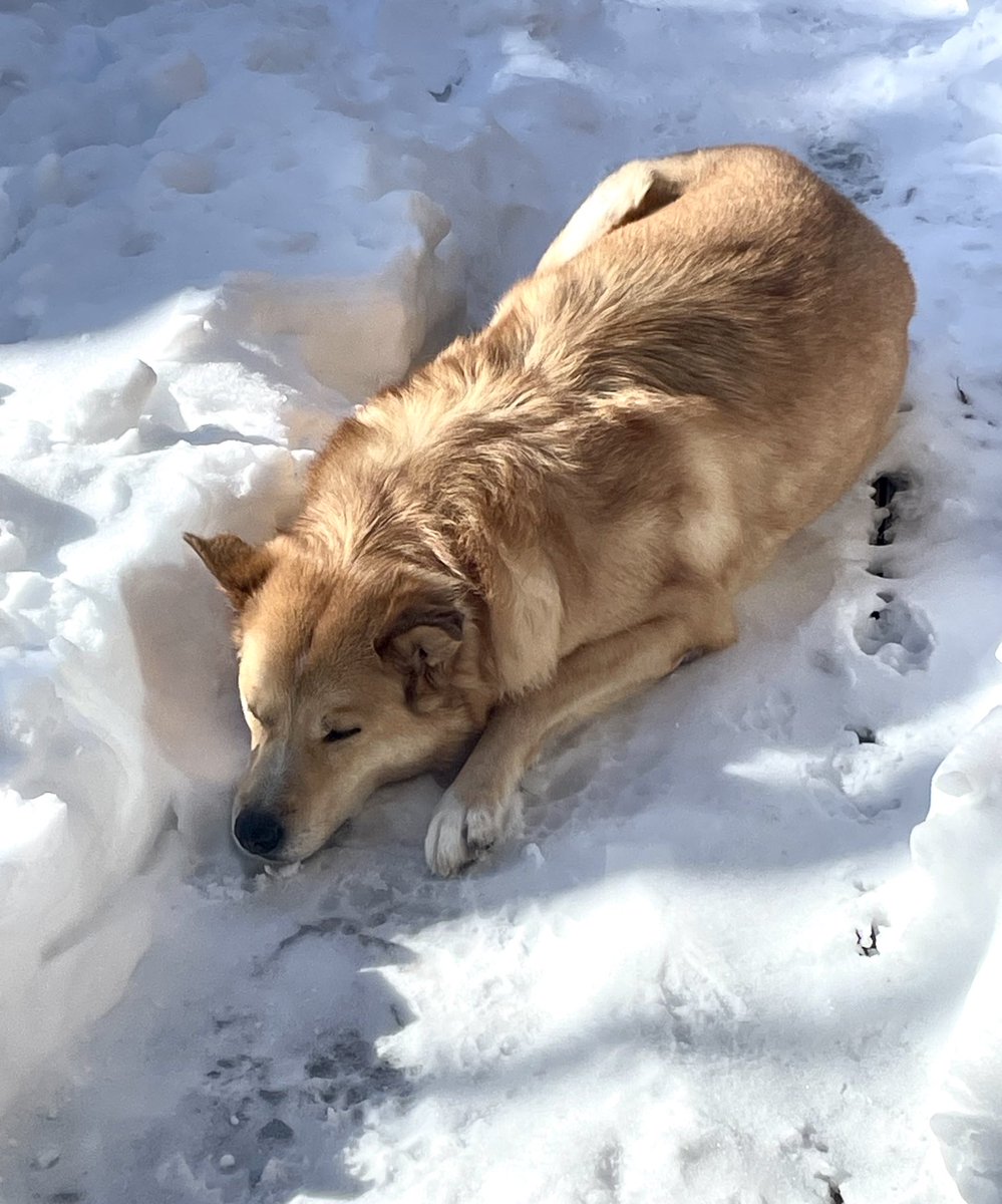 67Dodge's tweet image. When you know your dog’s from Nunavut 🐾 #naptime