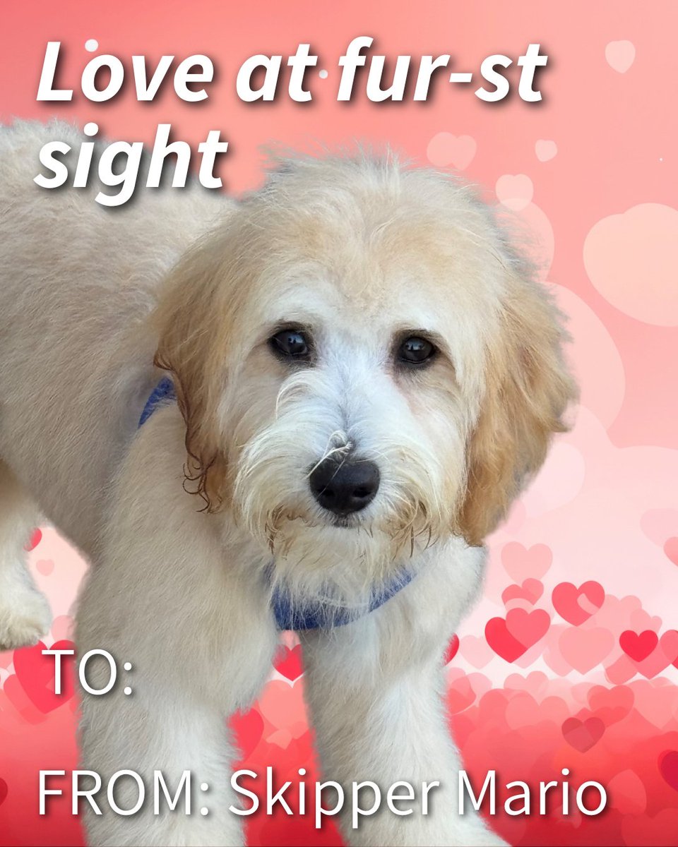 CarterMario's tweet image. We're sharing the love with special Valentine’s Day cards from our Accounts Receivable team. Happy Valentine’s Day! 💌🐾
#valentinesday #officedogs #dogsofcartermario #getcarter