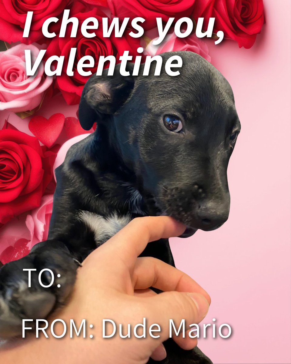 CarterMario's tweet image. We're sharing the love with special Valentine’s Day cards from our Accounts Receivable team. Happy Valentine’s Day! 💌🐾
#valentinesday #officedogs #dogsofcartermario #getcarter