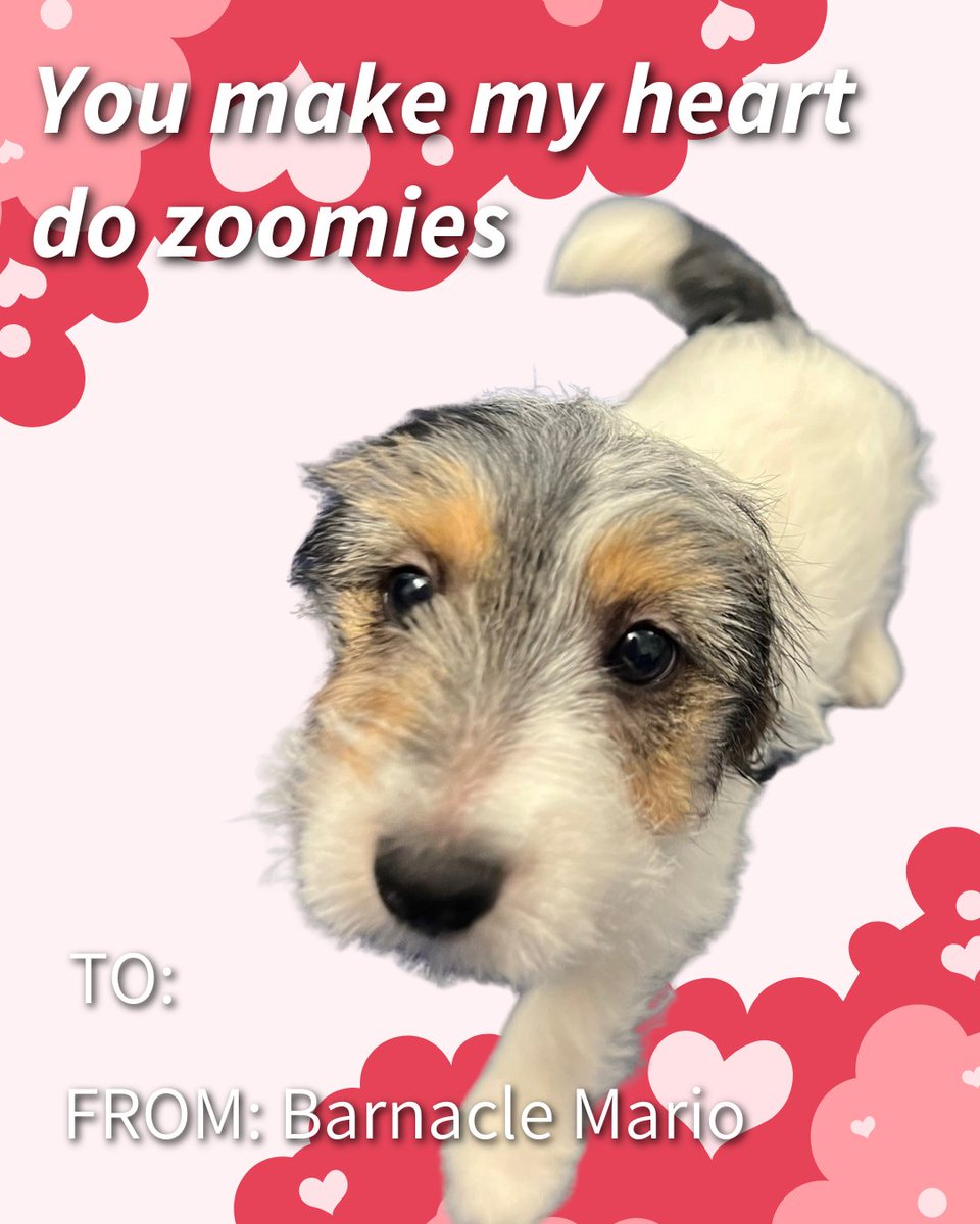 CarterMario's tweet image. We're sharing the love with special Valentine’s Day cards from our Accounts Receivable team. Happy Valentine’s Day! 💌🐾
#valentinesday #officedogs #dogsofcartermario #getcarter
