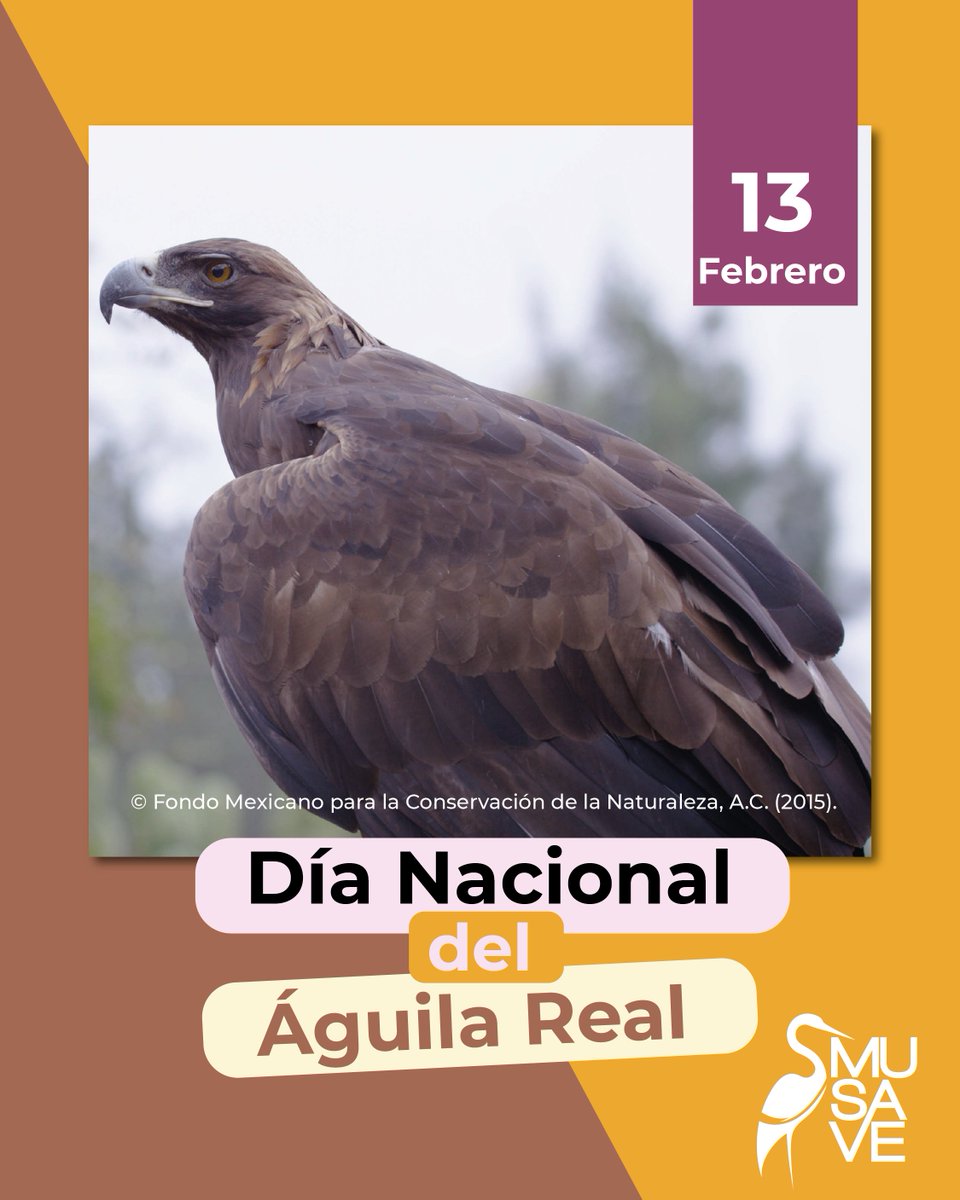 ¡Hoy es el Día Nacional del Águila Real!

El Águila real es un ave rapaz que está representada en la bandera mexicana, uno de nuestros símbolos patrios.

#museo #museodelasaves #aves #birds #biology #cultura #aguila #averapaz #aguilareal #mesdelaguilareal #diadelaguilareal