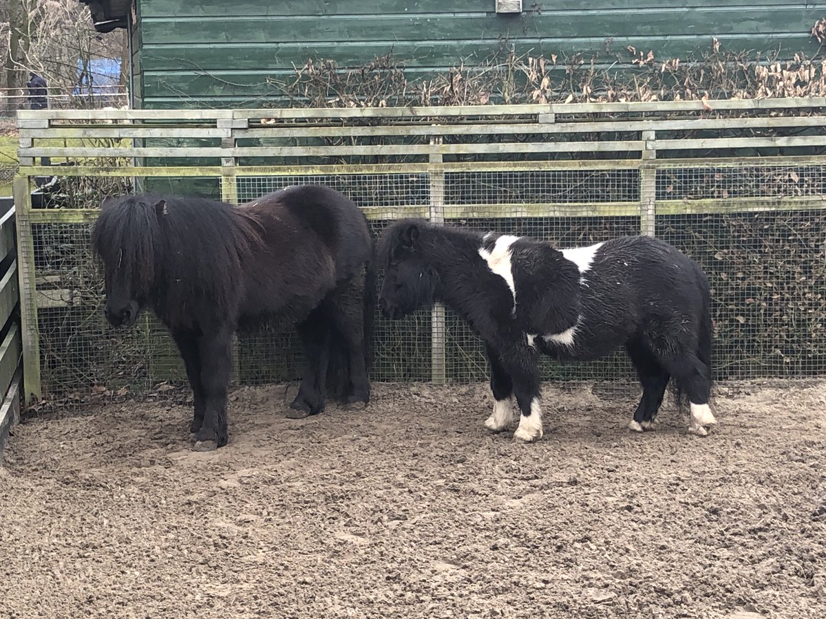 Ha, een feestdag: Chinees Nieuwjaar. Vandaag start het Jaar van het Paard! Dus de spotlights op onze Buster en Balou.
