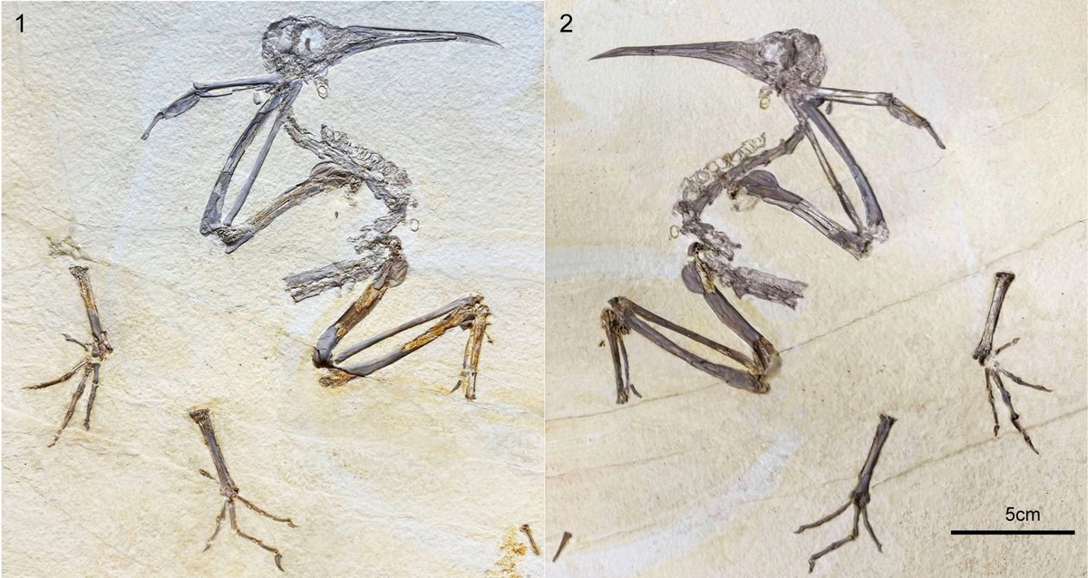 Daniel Ksepka tweet media