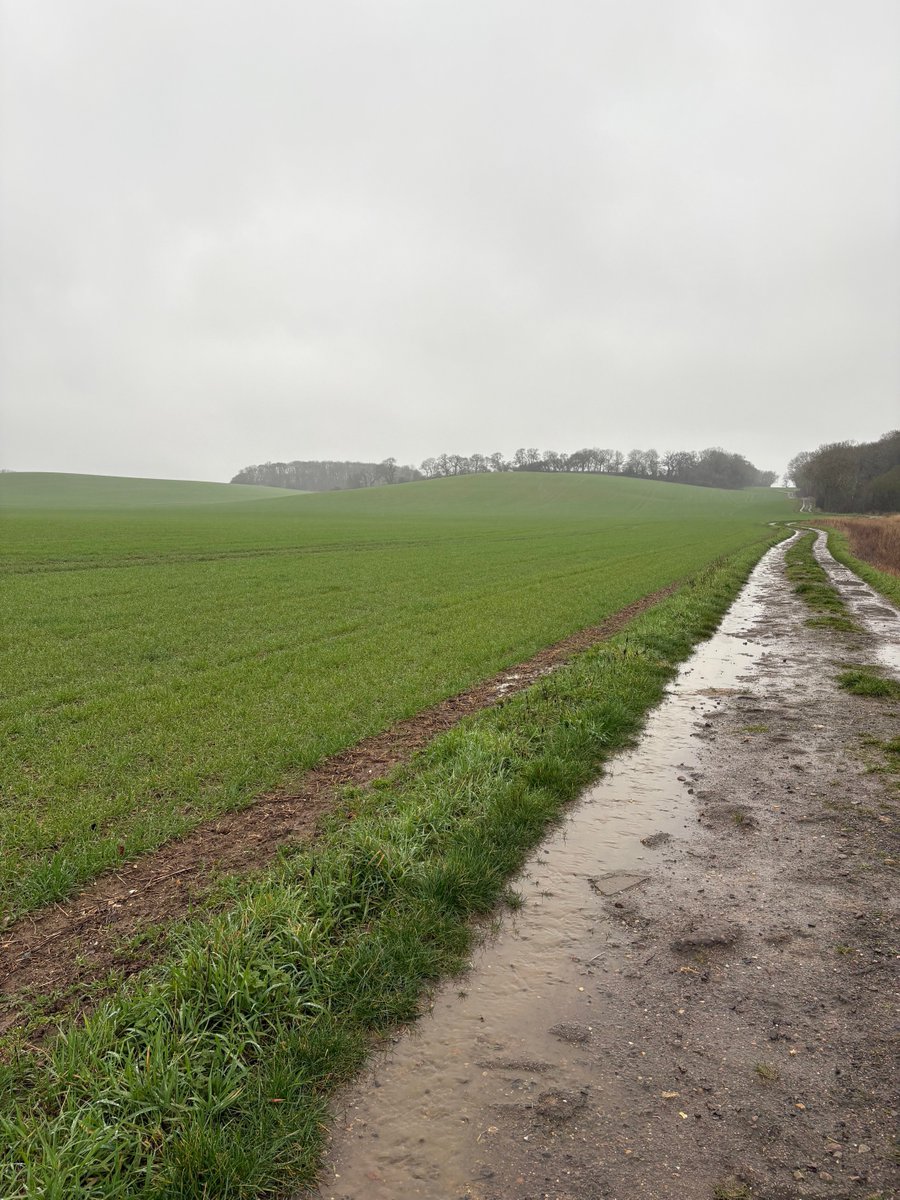 Orcinus68's tweet image. Nice weather for #Ducks today! 😁🦆🦆🦆🦆