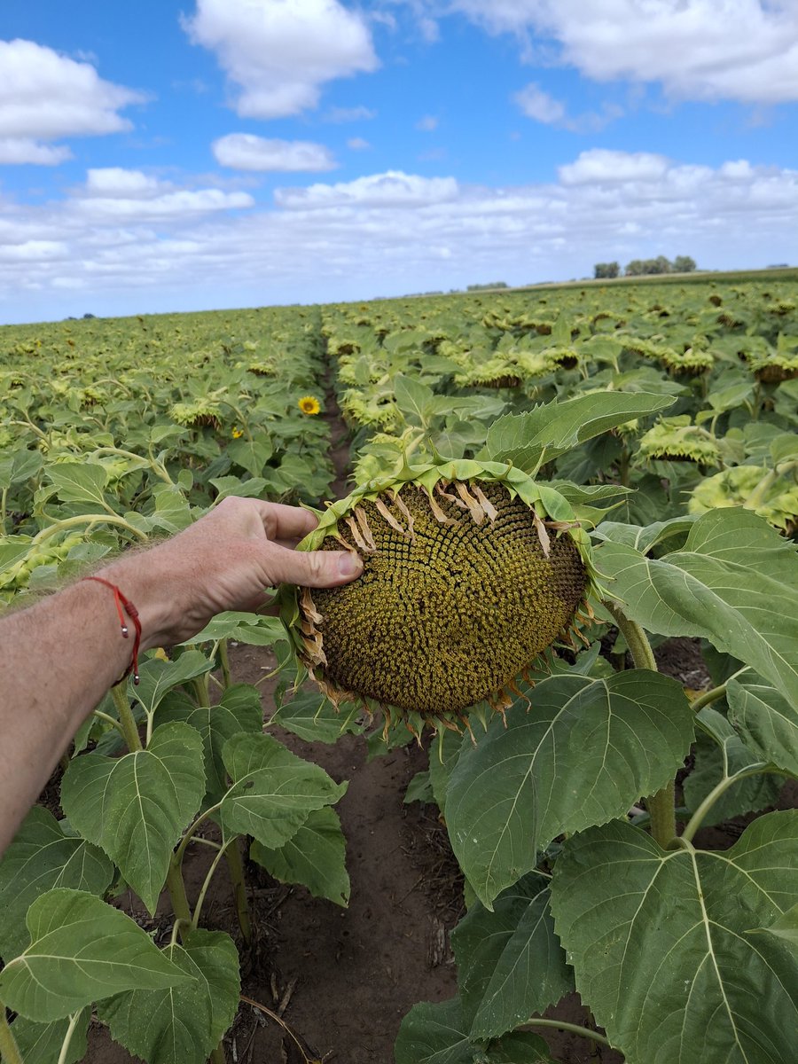 Matias Fik tweet media