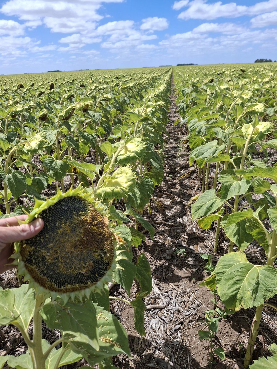 Matias Fik tweet media