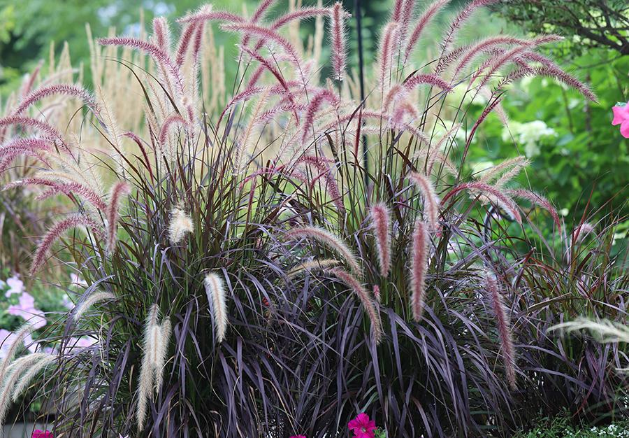 ECGrowers's tweet photo. ‘Rubrum’ hardly needs introduction. You know it. Customers rave about it. It's a chart-topper year after year.
Easy, versatile, &amp; always eye-catching, purple fountain grass remains a dependable staple for standout planting plans.
Available in 4 sizes for any production protocol. https://t.co/AWufwi3ye9