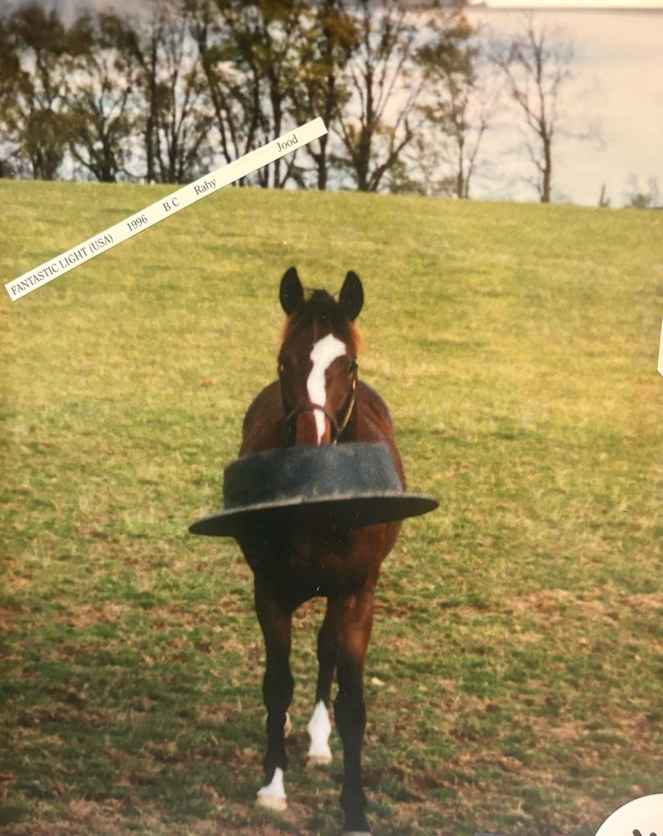 Godolphin tweet media