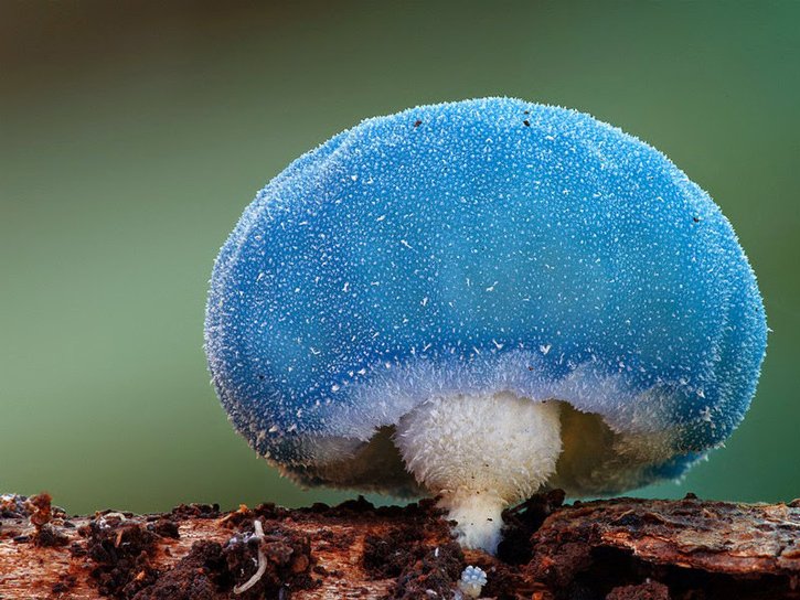 🌱 Dapper Queen Your PlantPlug 🪴 tweet media