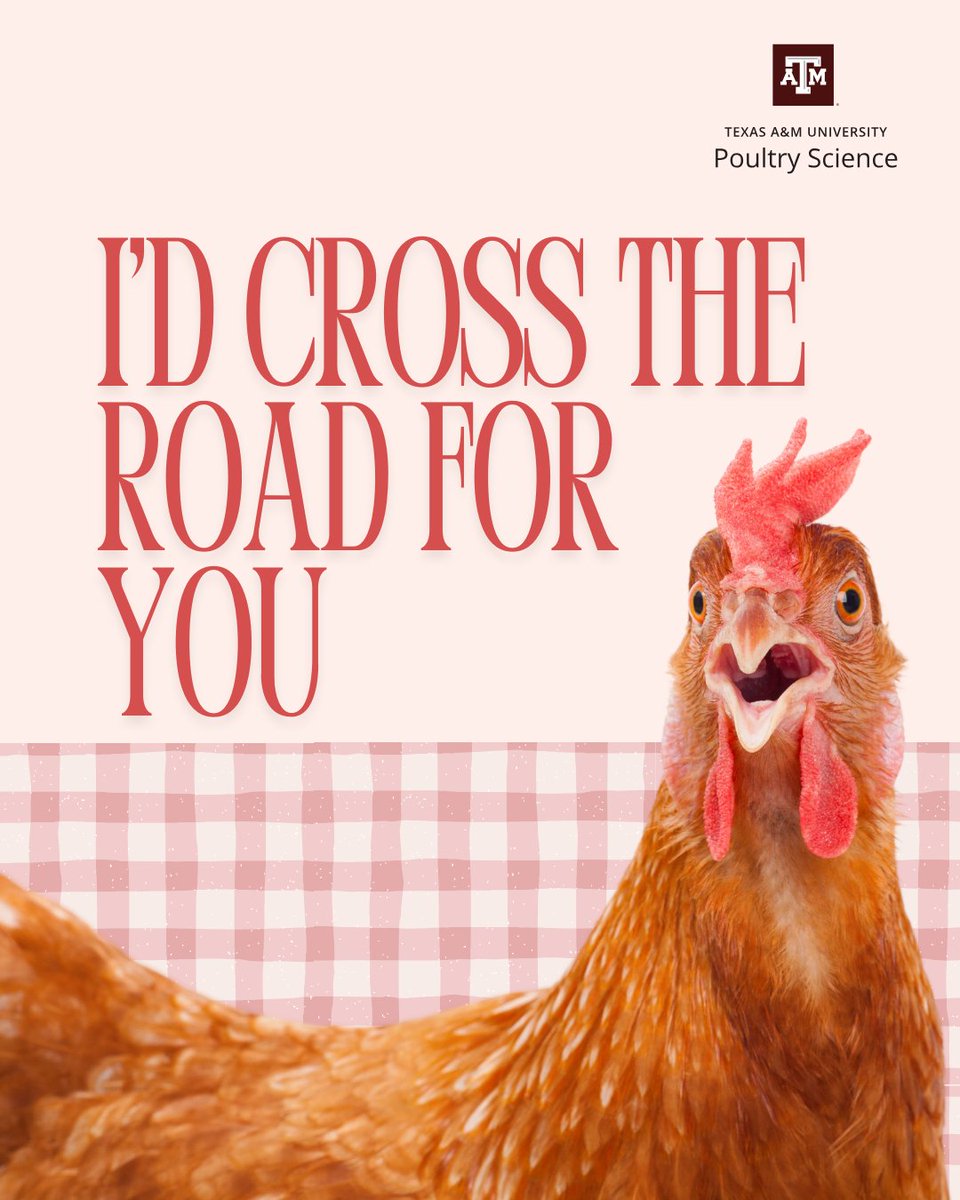 TAMU Poultry Science tweet media