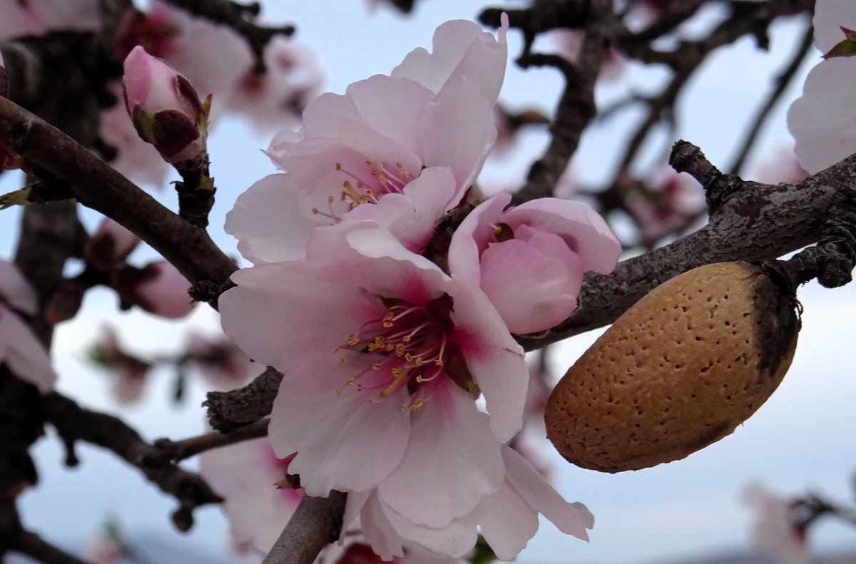 ¡Floración avanzada! Esta mañana (13/02/2026), así de bonito luce el campo en la cara norte de la Sierra de Crevillente (#Alicante). Almendros en flor, a todo color. Imágenes: Salvador Más.