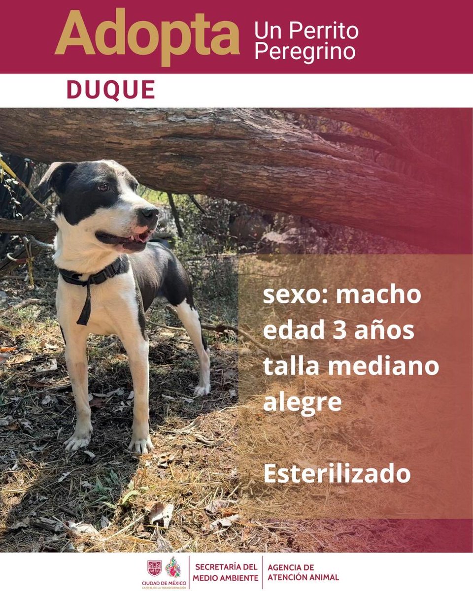 AgatanCdmx's tweet image. 🐾 Duque está listo para encontrar su hogar para siempre 🏡
 Es muy activo y protector, solo pide una oportunidad para dar todo su amor. 
Adoptar es cambiar una vida… y la tuya también.
 ¿Le das a Duque el final feliz que merece? ❤️🐶

#AdoptaNoCompres