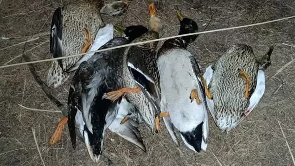 🔴 Denunciados por caza ilegal de 13 ánades reales en una laguna de Chinchilla de Montearagón #Albacete 

Usaban focos de luz artificial y cazaban las aves desde una embarcación a remo, según <a href="/guardiacivil/">Guardia Civil</a> 

👉 Lee: goo.su/BGyg2

#LaVerdadDeLaCaza 
#ElFurtivoEsCazador