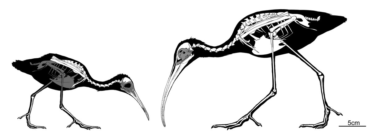 Daniel Ksepka tweet media