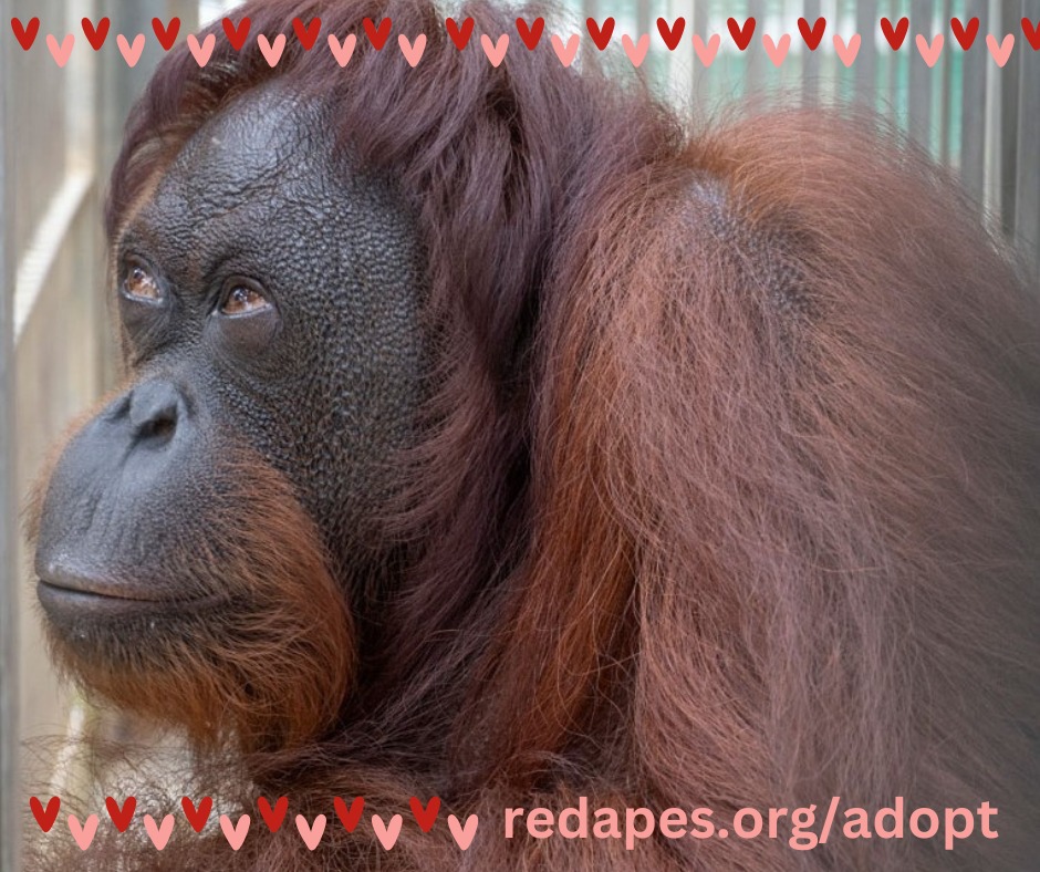 Maman ママン CTO Community on X - 722 Members