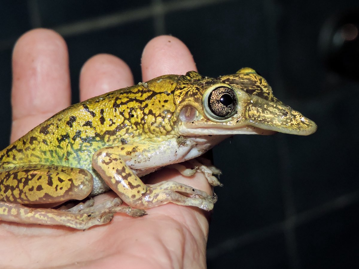 CarmineWilding's tweet photo. Animal of the Day:

Mexican Shovel-Headed Tree Frog!

Our fancy-faced froggy friend isn’t just adorable, they’re a-door-able.

Their strange shaped head has one major purpose, phragmosis. This is when an animal uses a flattened body part as a literal door to plug their https://t.co/BvT8cr2us2