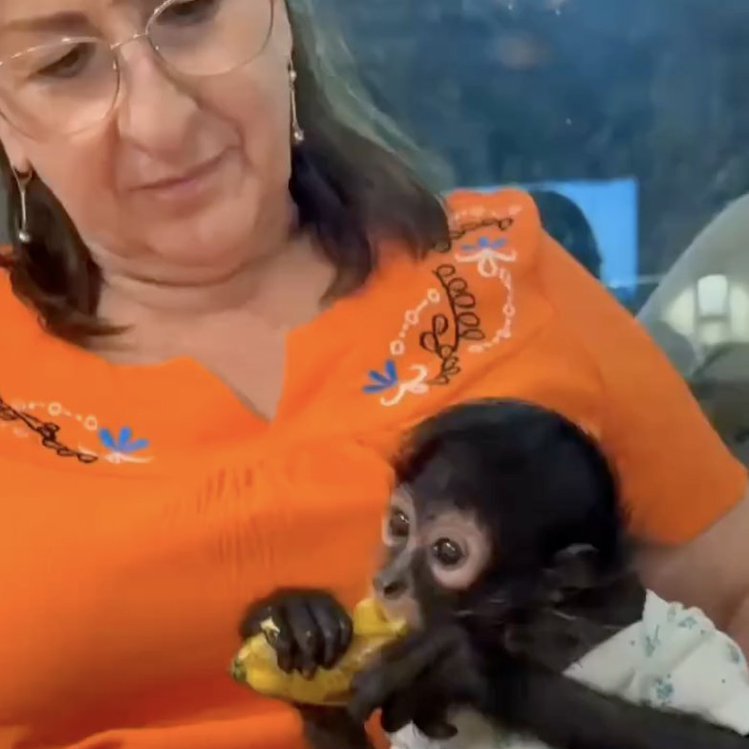 Lucía Hernández | Amo La Ciencia tweet media