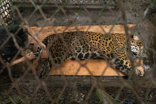 Mongabay Latam tweet media