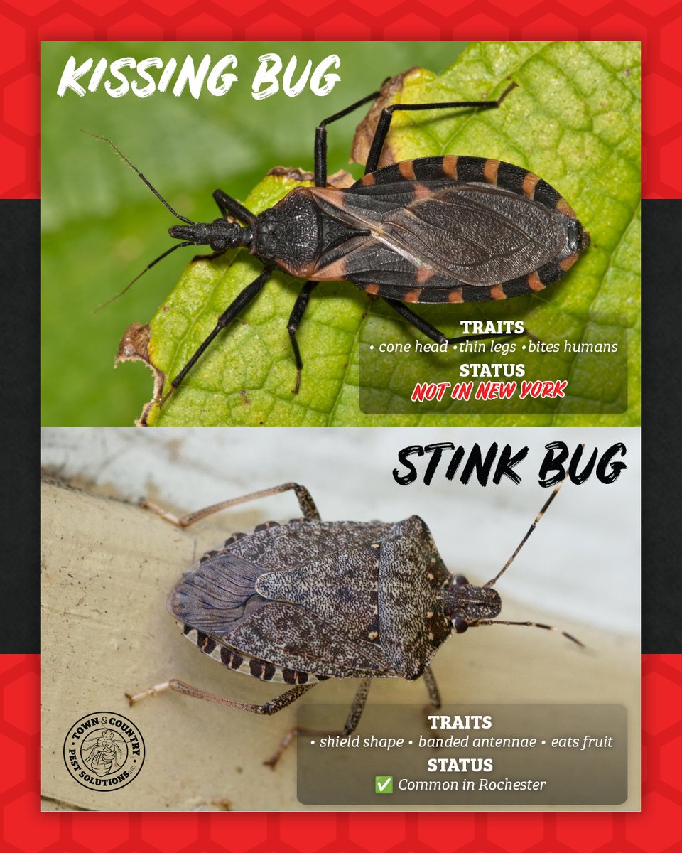 townandcountrypest tweet media